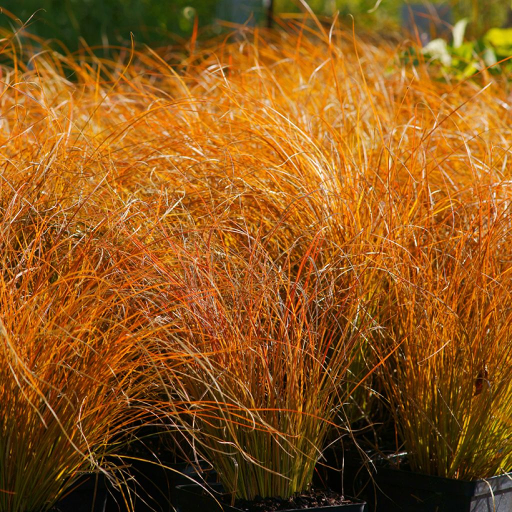 Carex testacea Prairie Fire (semi)