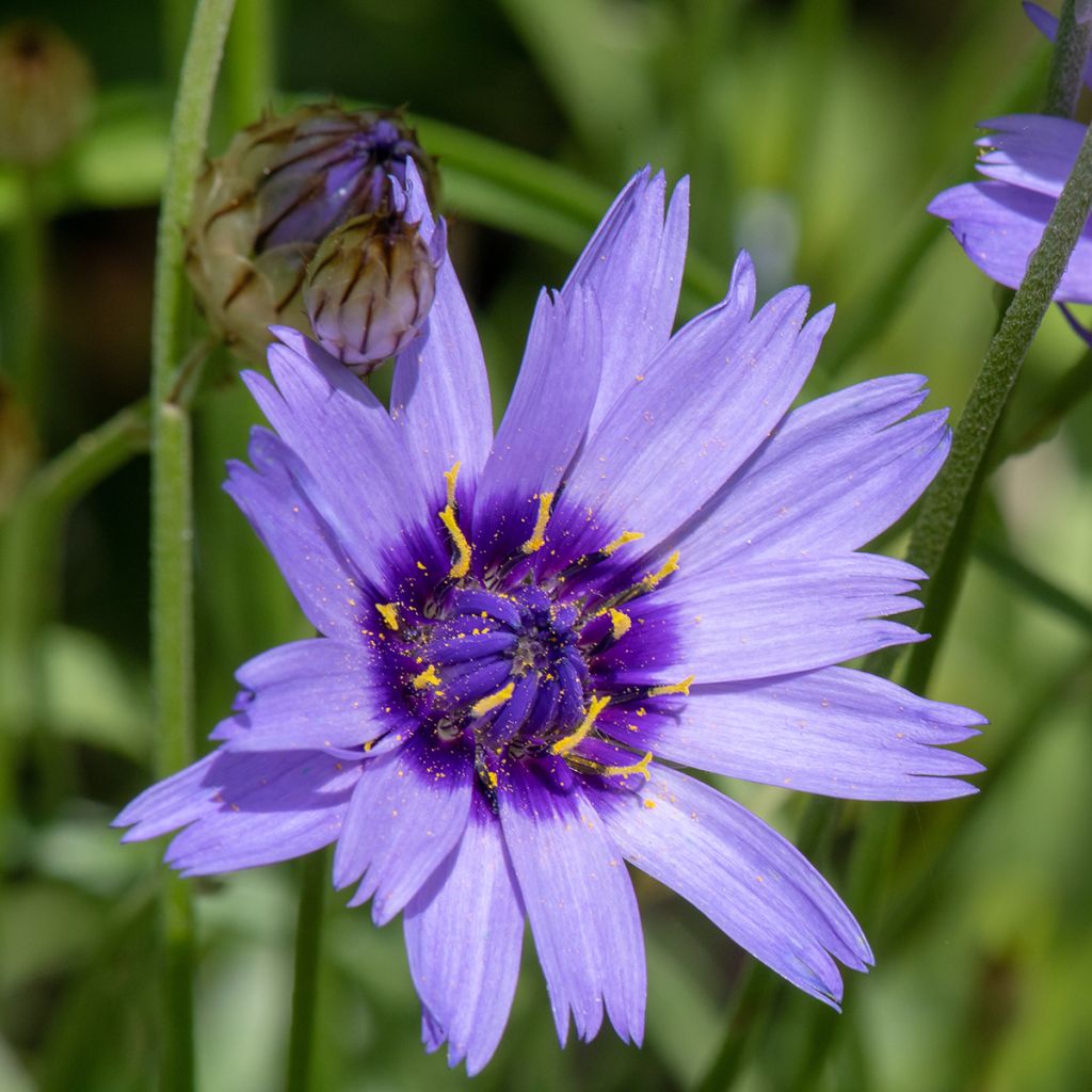 Catananche caerulea Amor Blue - Cupidone azzurro