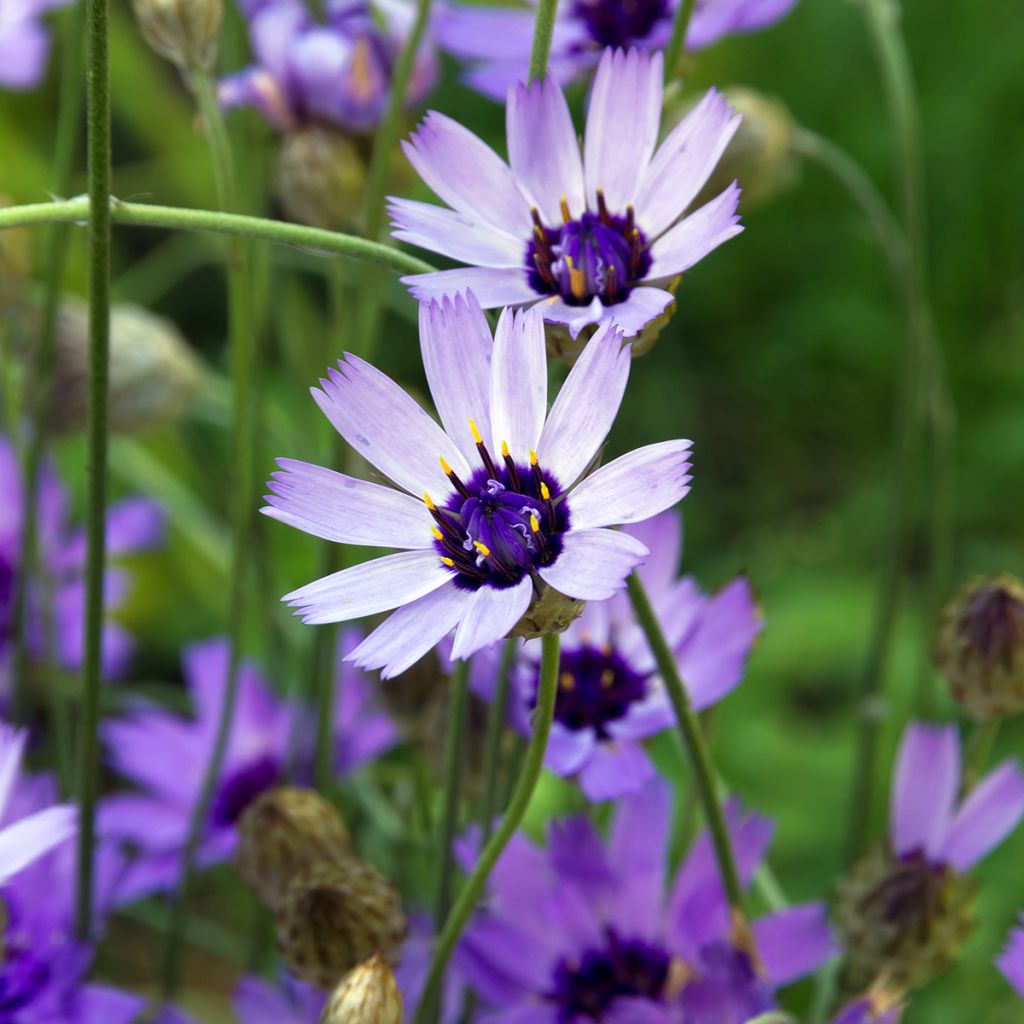 Catananche caerulea Amor Blue/White - Cupidone azzurro