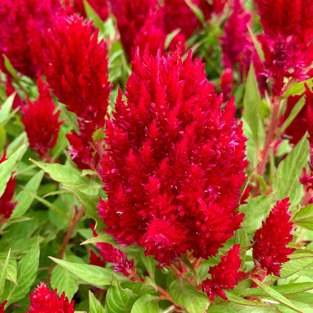 Celosia argentea var. plumosa Arrabona - Amaranto piumoso