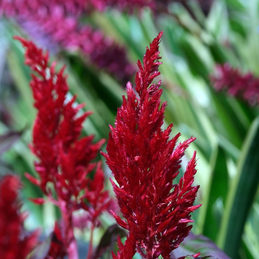 Celosia argentea plumosa Forest Fire (semi) - Amaranto piumoso