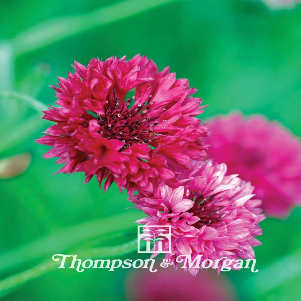 Centaurea cyanus Red Boy - Fiordaliso vero