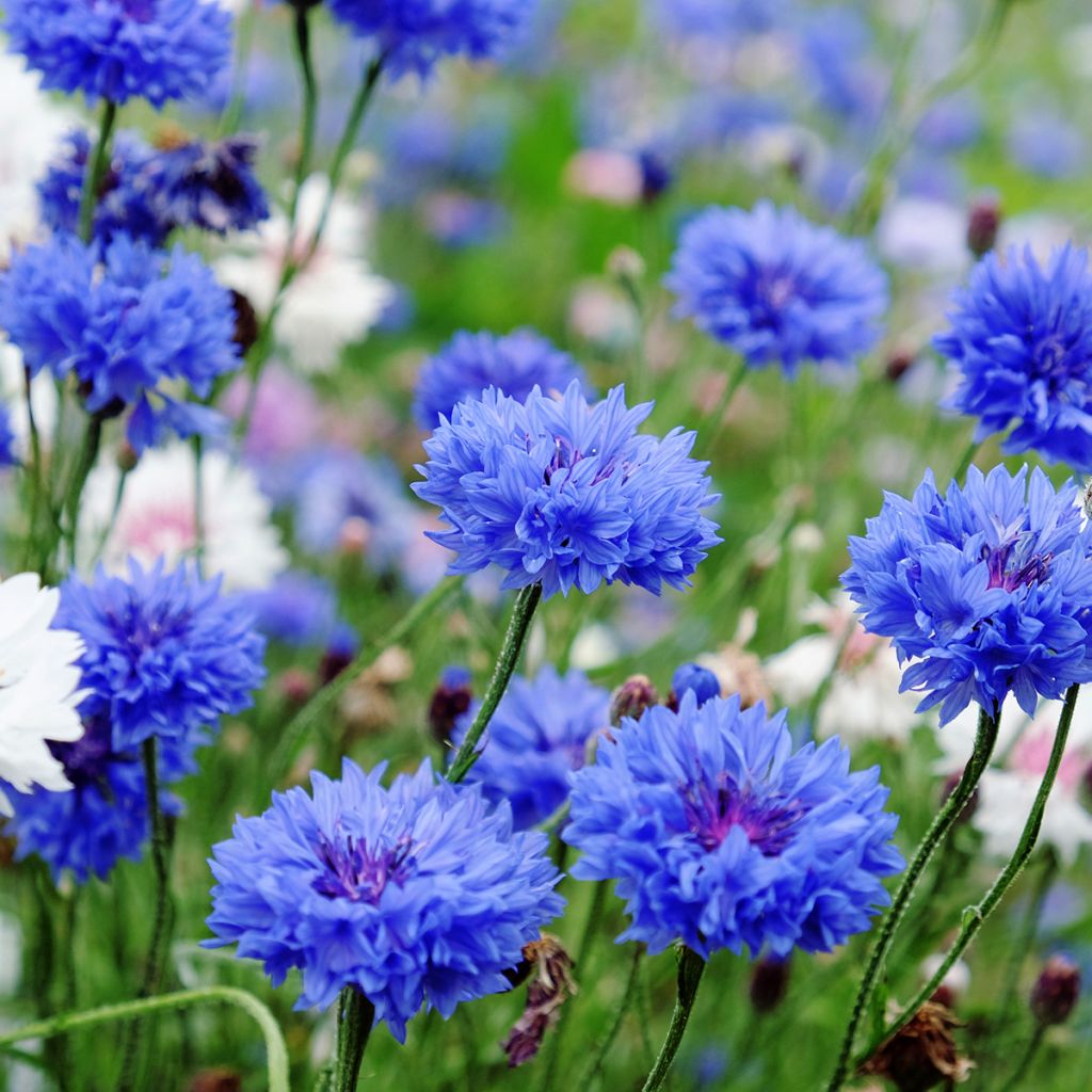 Centaurea cyanus Blue Boy Bio - Fiordaliso vero