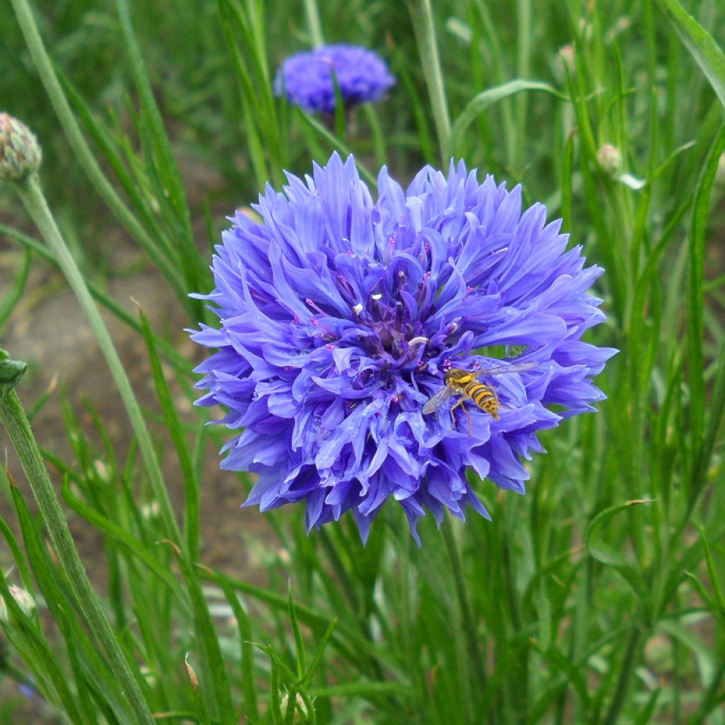 Centaurea cyanus Blue Boy - Fiordaliso vero