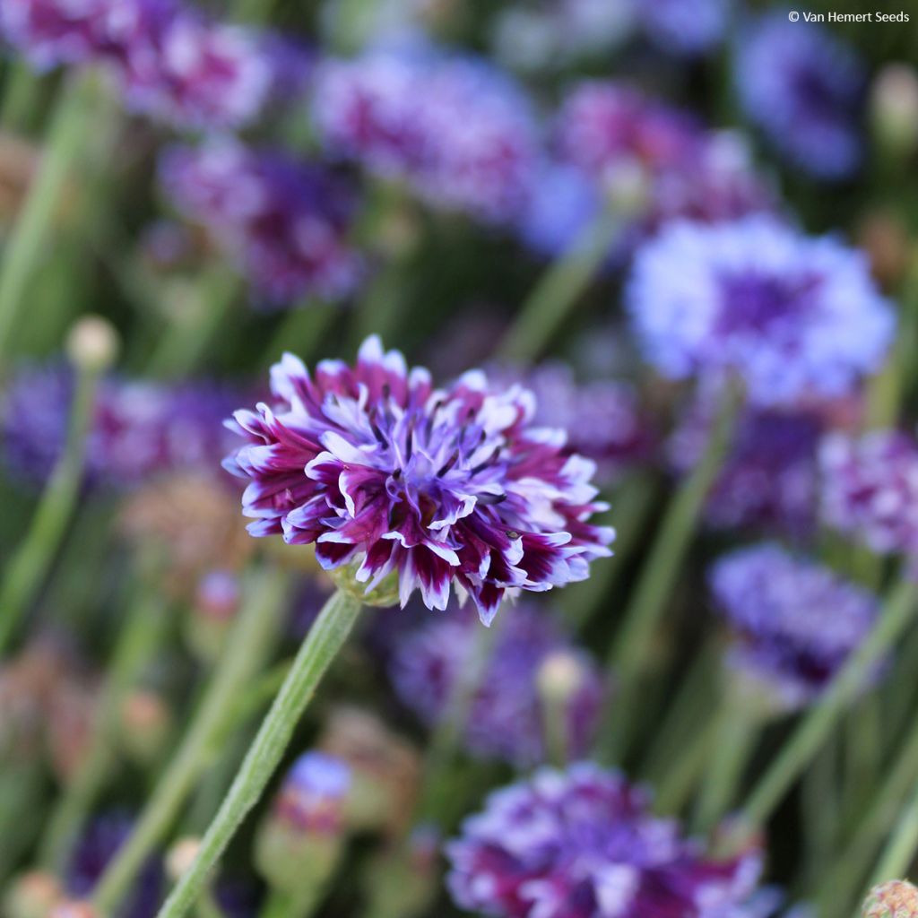 Centaurea cyanus Classic Magic - Fiordaliso vero