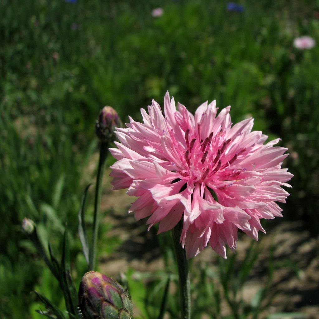 Centaurea cyanus Pinkie - Fiordaliso vero