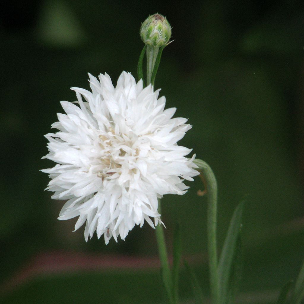 Centaurea cyanus Snowman - Fiordaliso vero