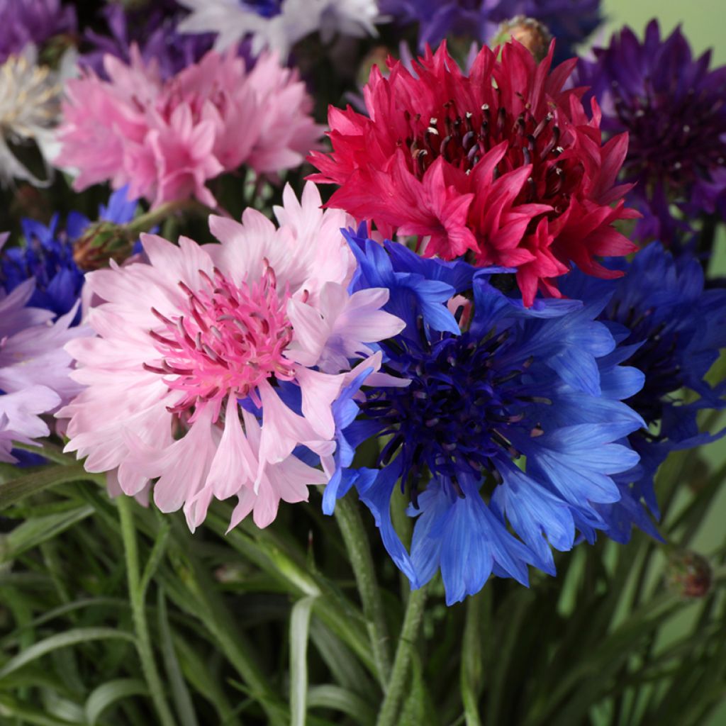 Centaurea cyanus Doppio Mix - Fiordaliso vero