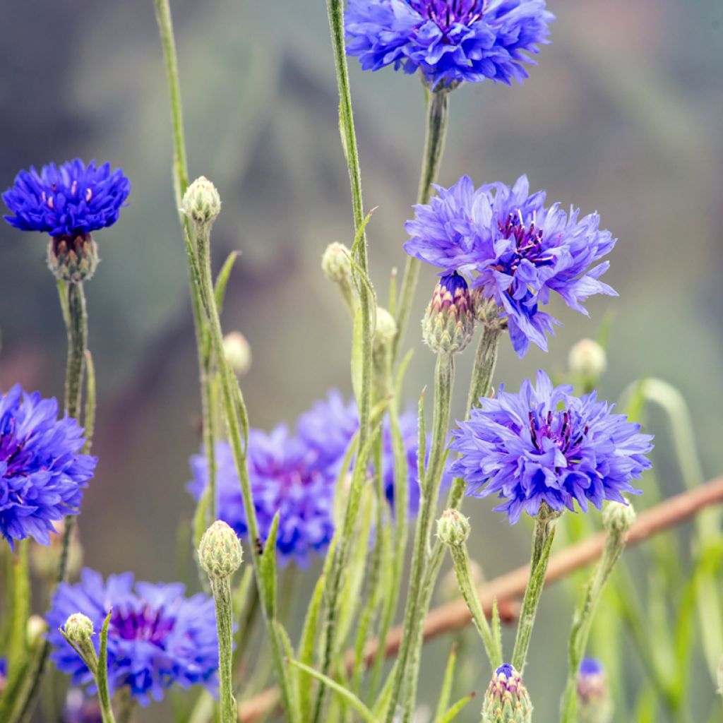 Centaurea cyanus - Fiordaliso vero