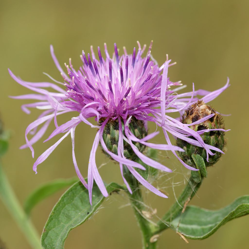 Centaurea jacea (semi) - Fiordaliso stoppione