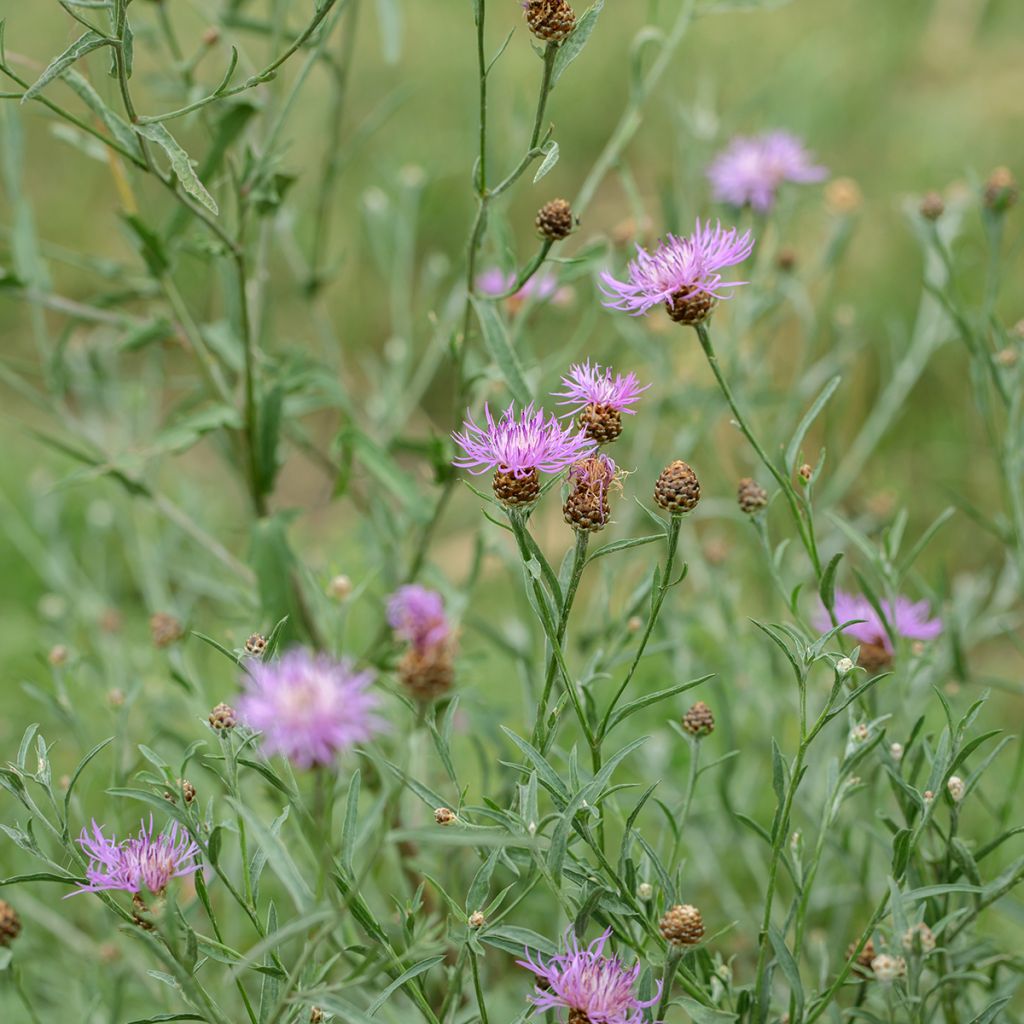 Centaurea jacea (semi) - Fiordaliso stoppione