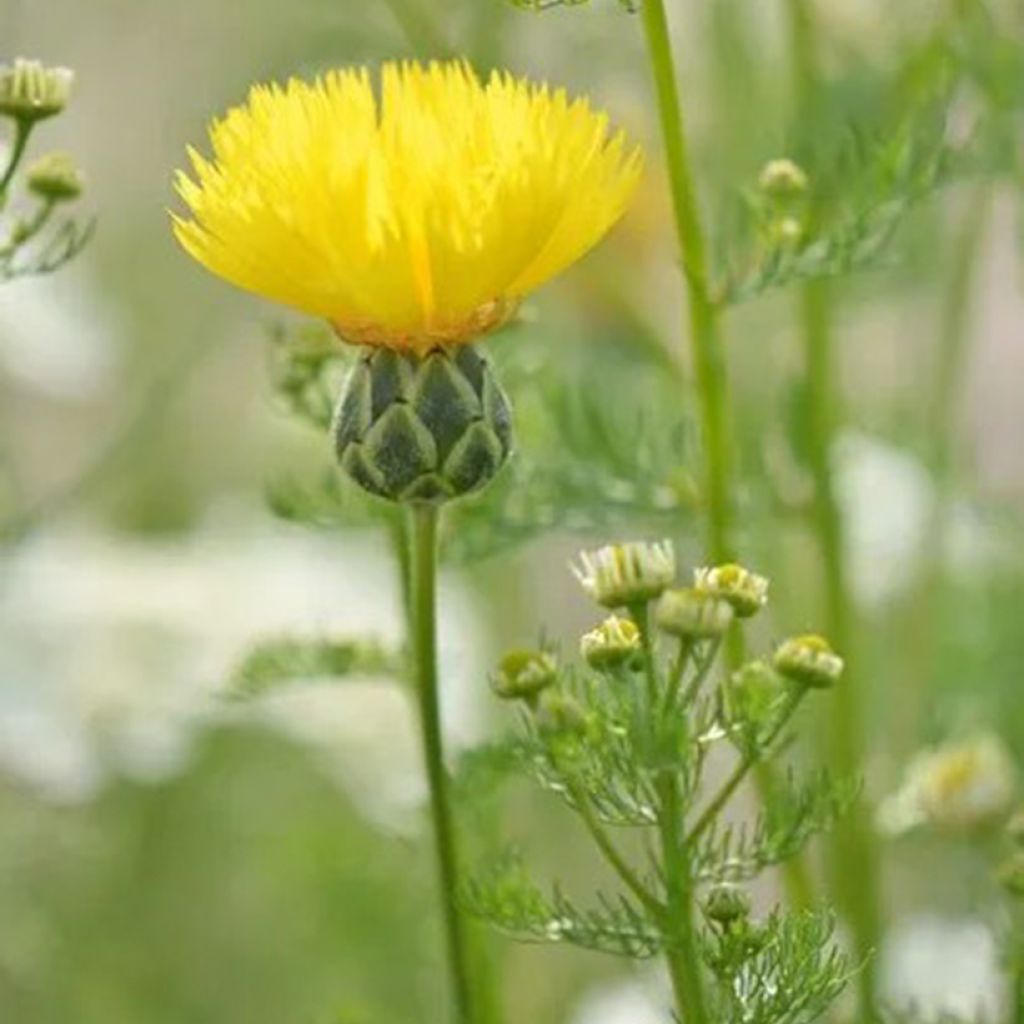 Centaurea suaveolens Yellow - Fiordaliso