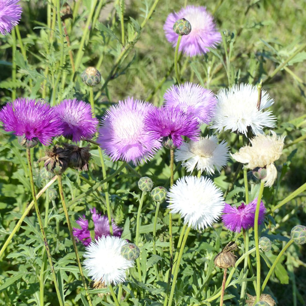 Centaurea moschata Mix (semi) - Fiordaliso