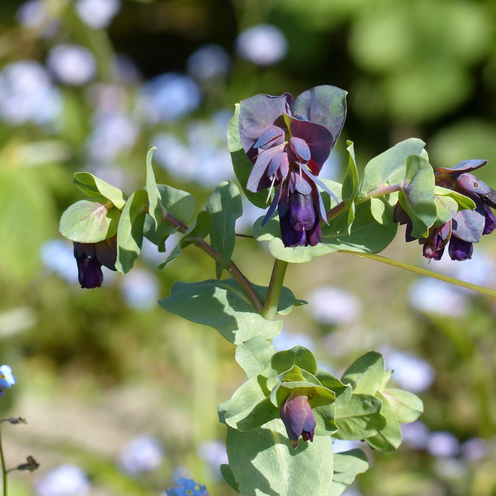 Cerinthe major Kiwi Blue - Erba-vajola maggiore