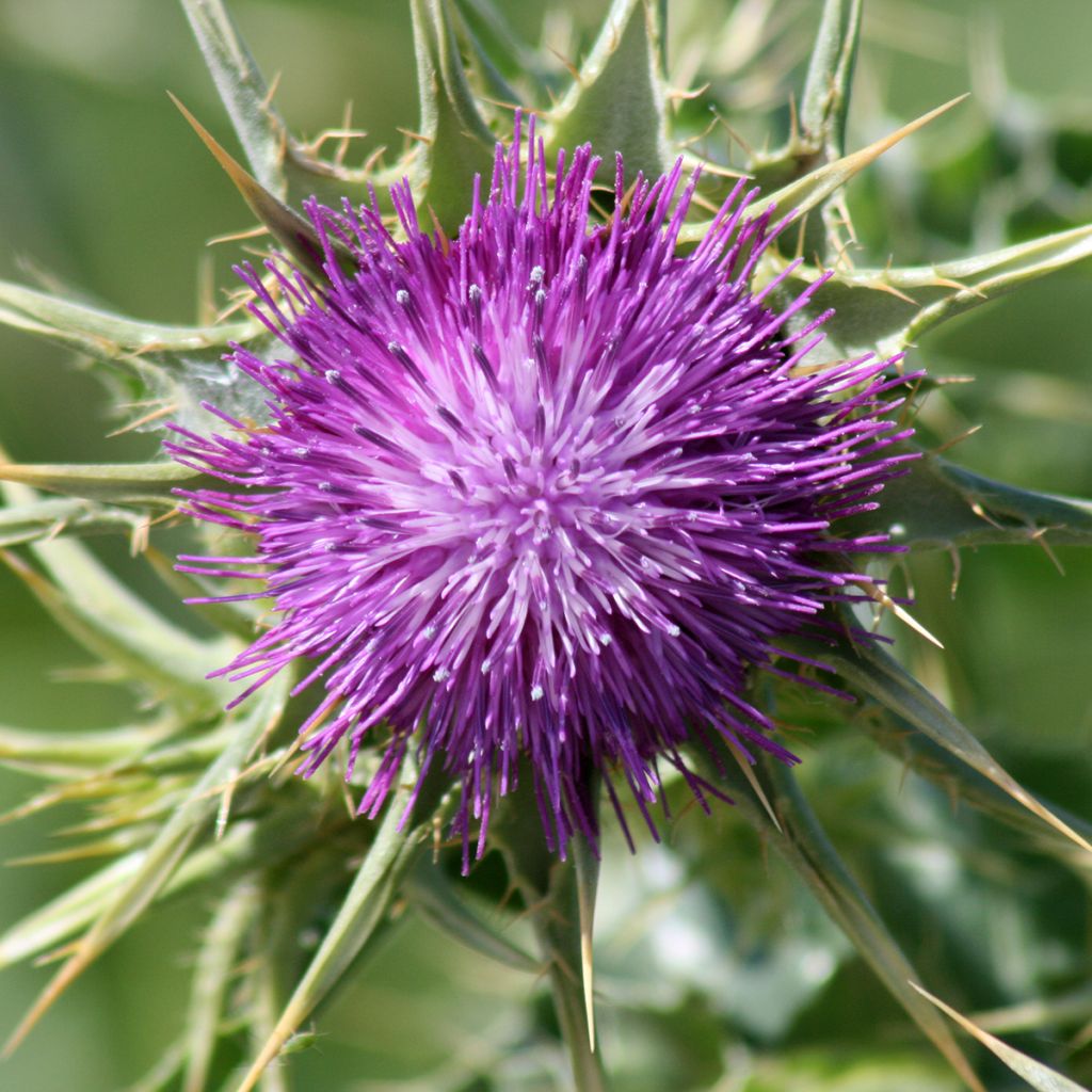 Silybum marianum - Cardo di Santa Maria