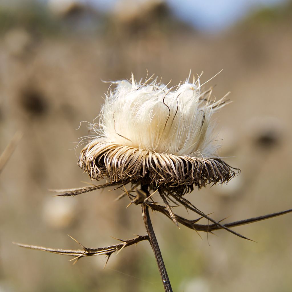 Silybum marianum - Cardo di Santa Maria