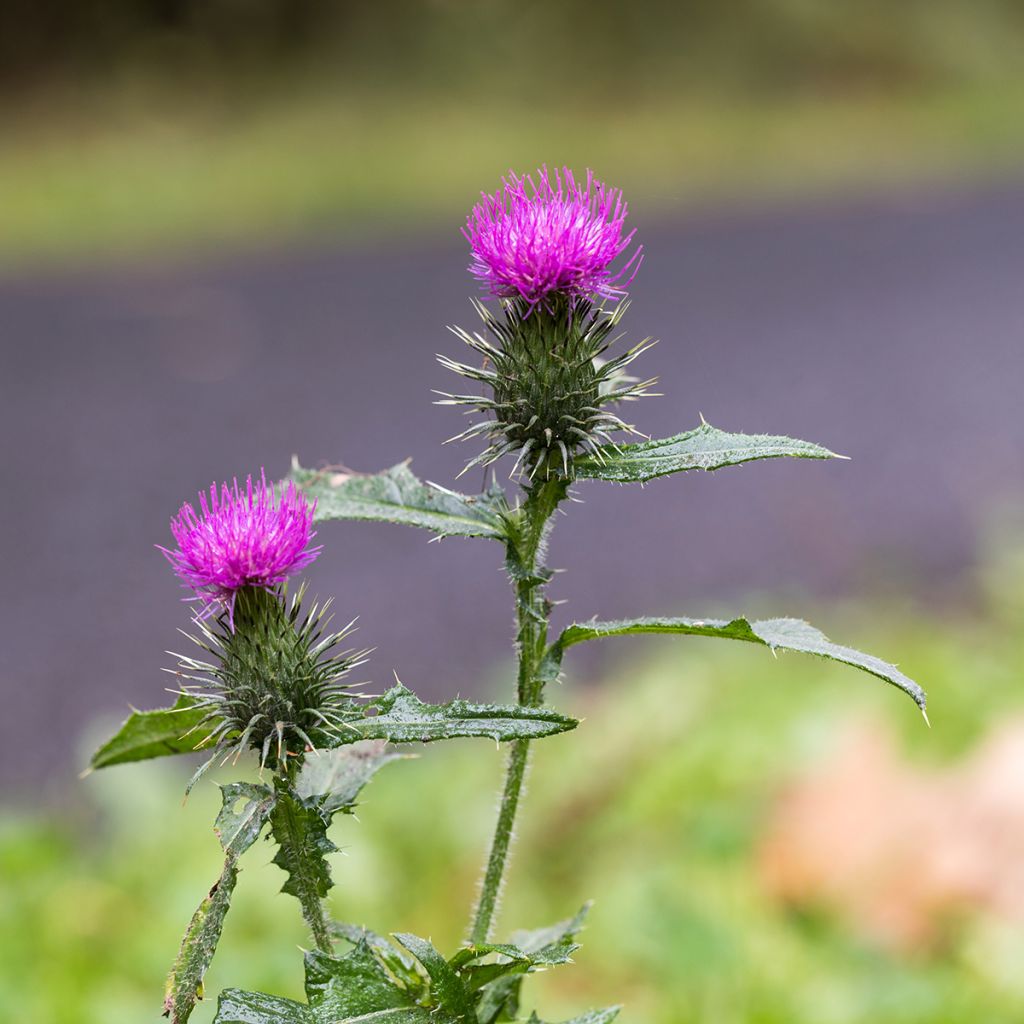 Silybum marianum - Cardo di Santa Maria