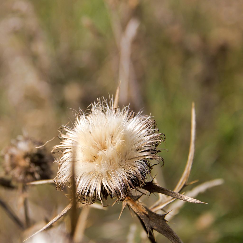 Silybum marianum - Cardo di Santa Maria