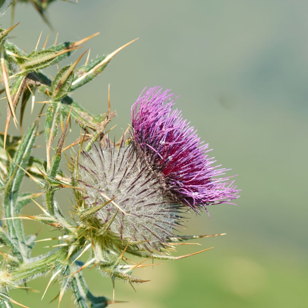 Silybum marianum - Cardo di Santa Maria