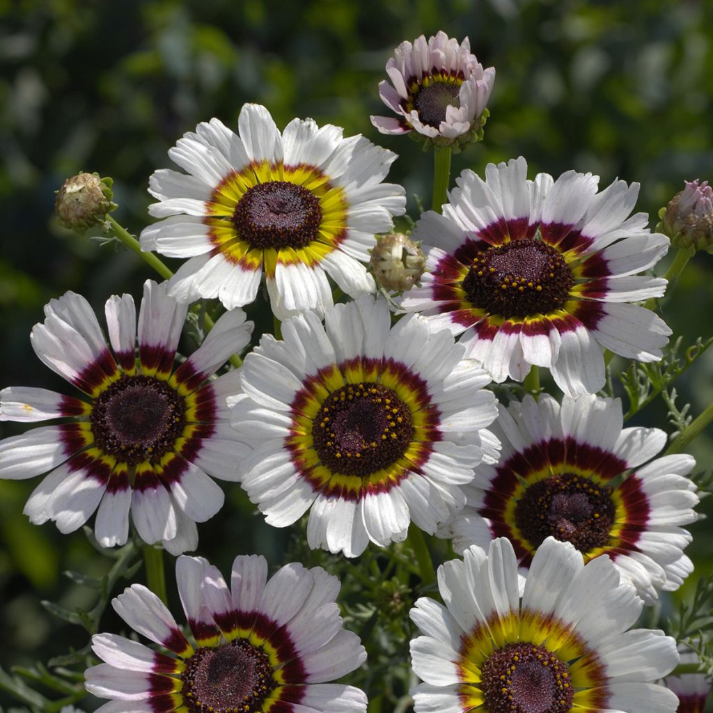 Chrysanthemum carinatum Cockade - Crisantemo