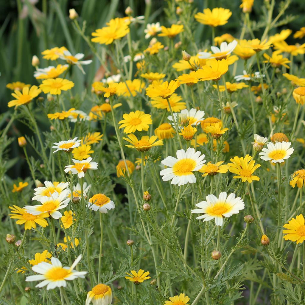 Chrysanthemum coronarium Single Mix BIO - Crisantemo giallo