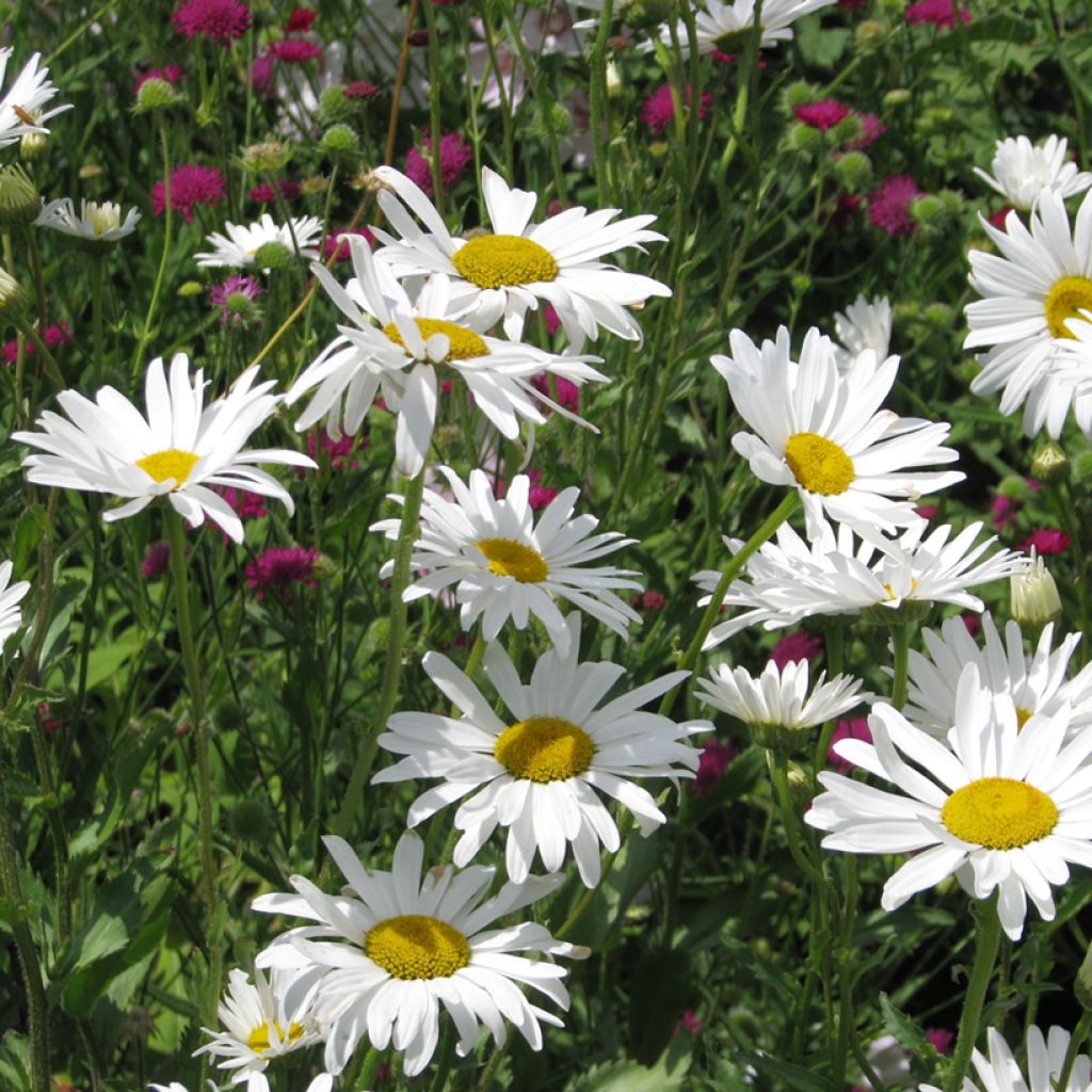 Chrysanthemum paludosum Snow Daisy - Margherita di palude