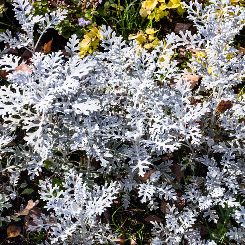 Senecio cineraria Silver Dust (semi)