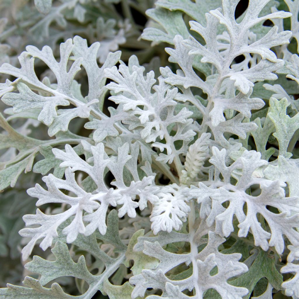 Senecio cineraria Silver Dust (semi)