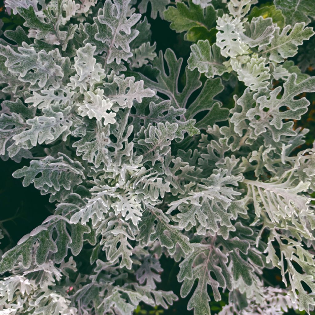 Senecio cineraria Silver Dust (semi)