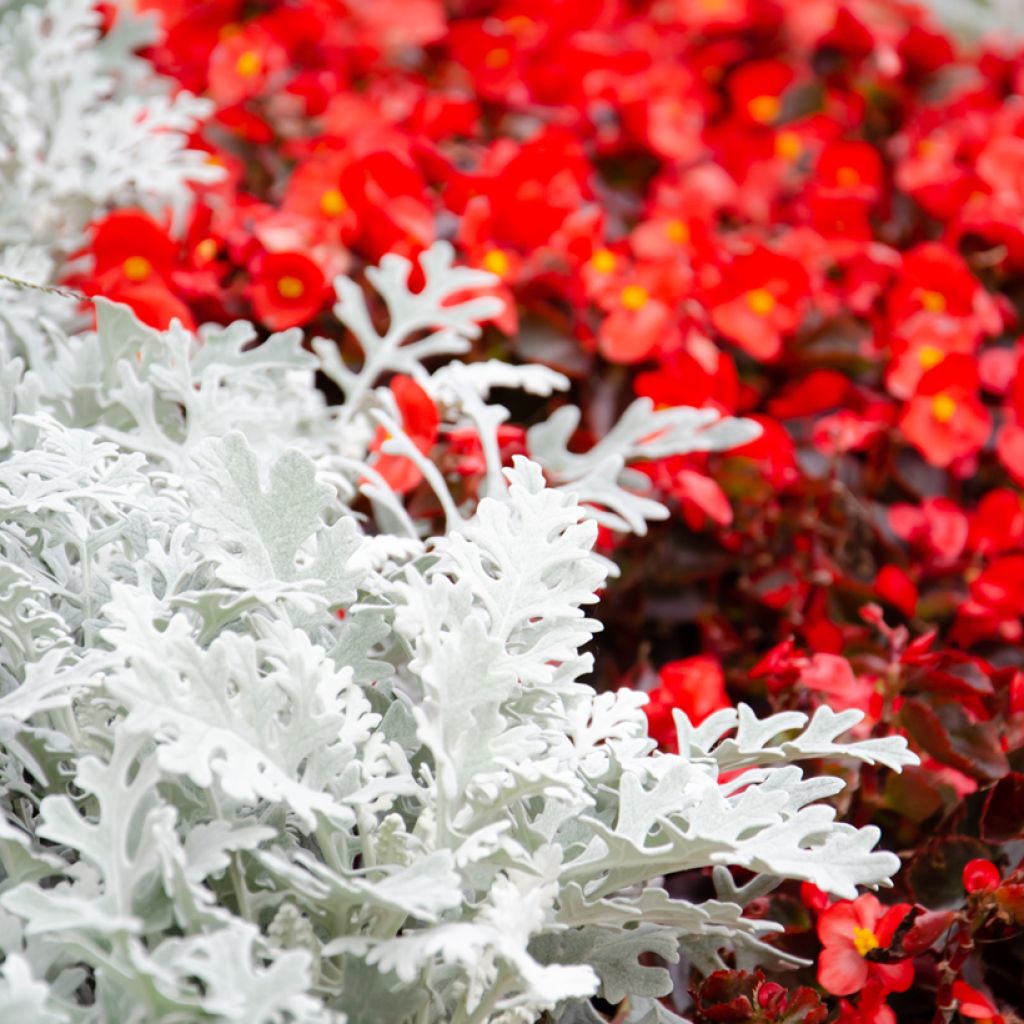 Senecio cineraria Silver Dust (semi)