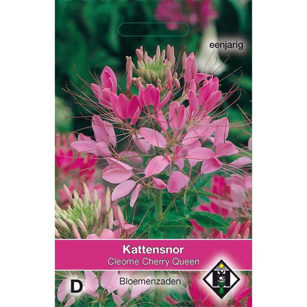 Cleome Cherry Queen