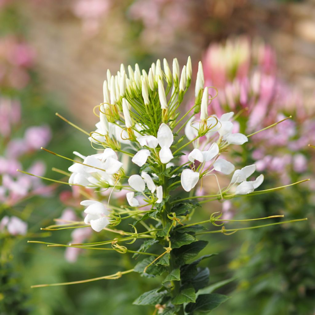 Cleome White Queen