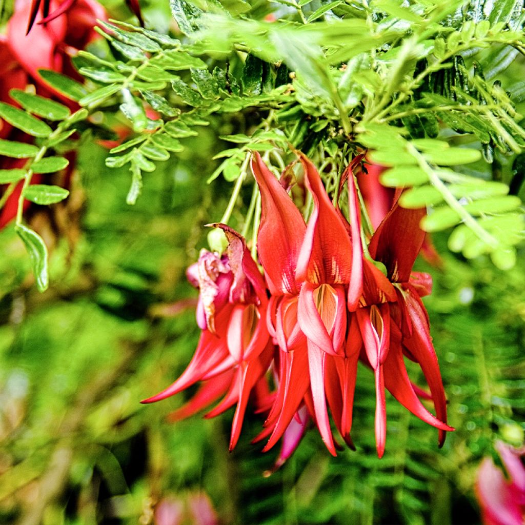 Clianthus puniceus - Becco di Pappagallo