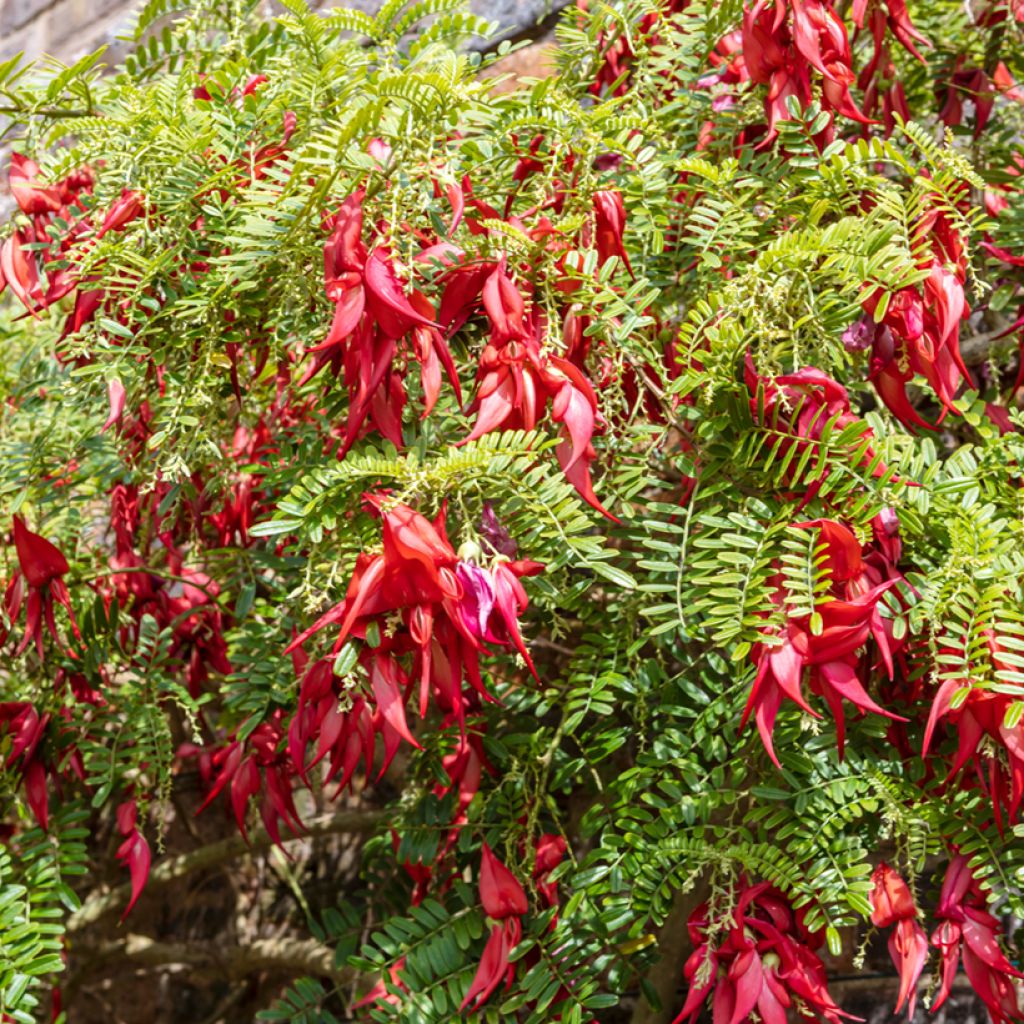 Clianthus puniceus - Becco di Pappagallo