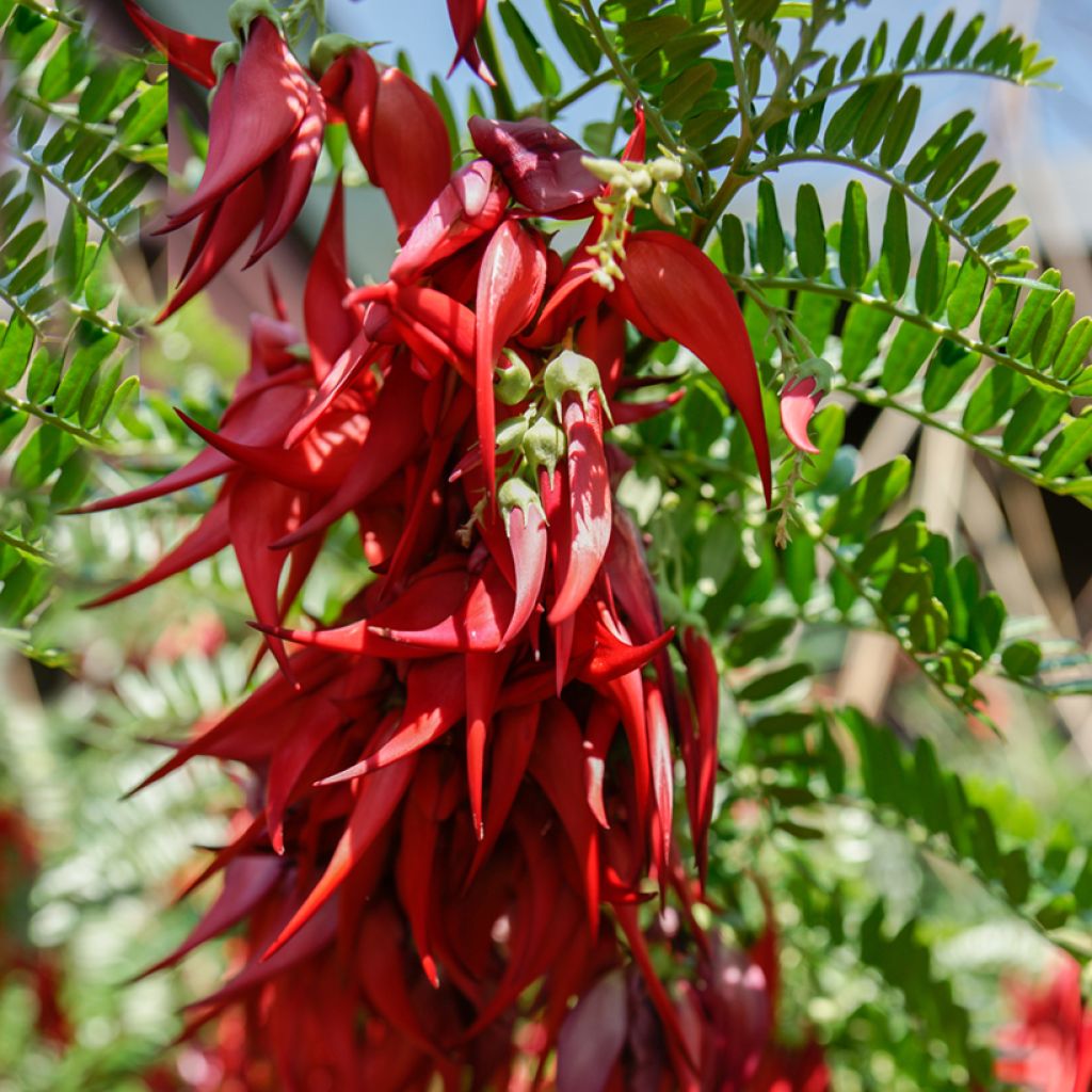 Clianthus puniceus - Becco di Pappagallo