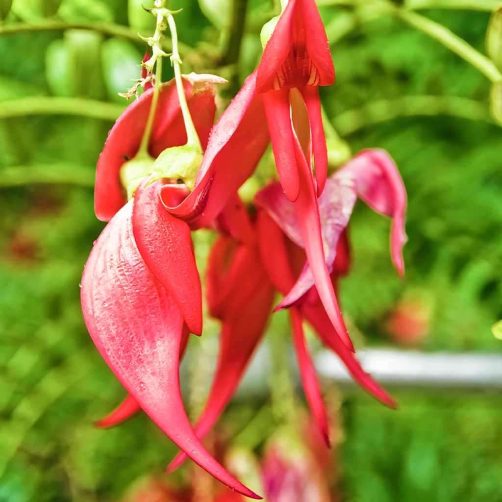 Clianthus puniceus - Becco di Pappagallo