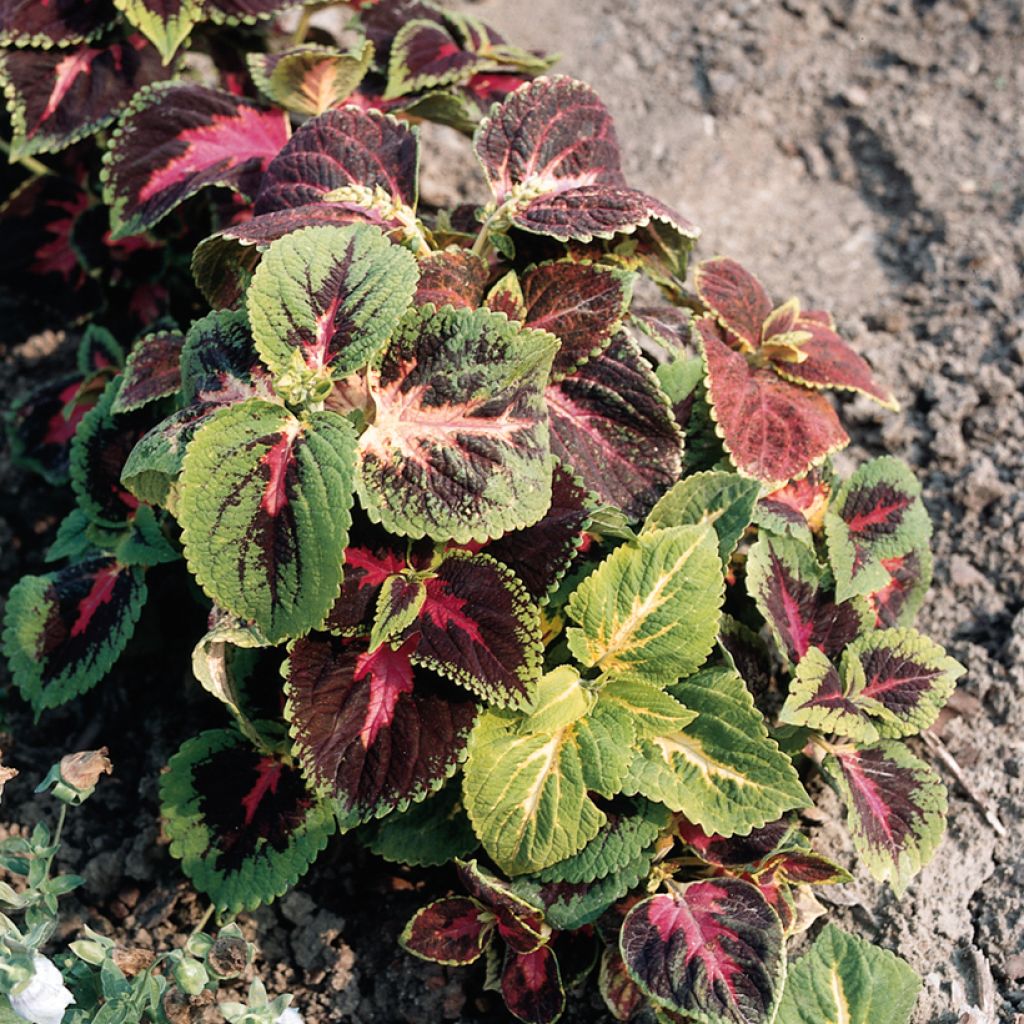 Coleus blumei Rainbow - Coleo