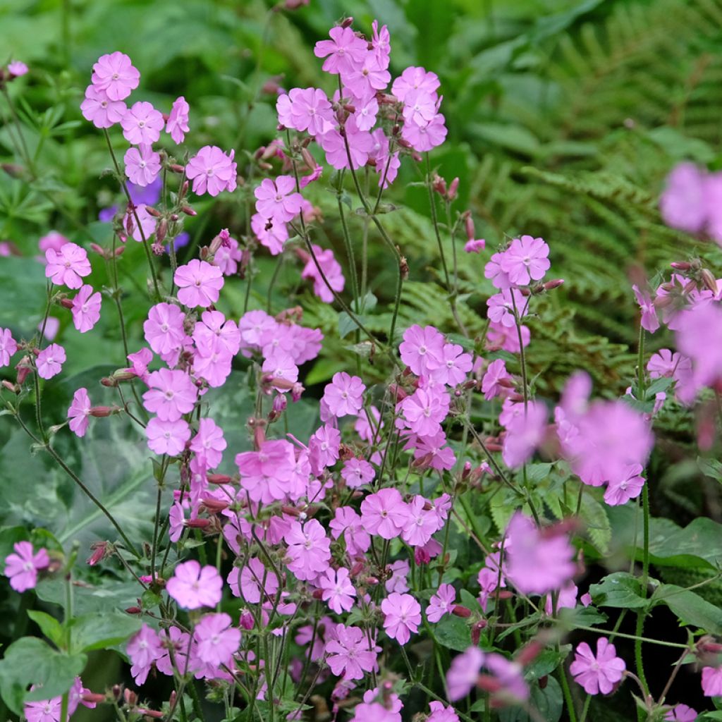 Silene dioica, latifolia - Melandrio rosa