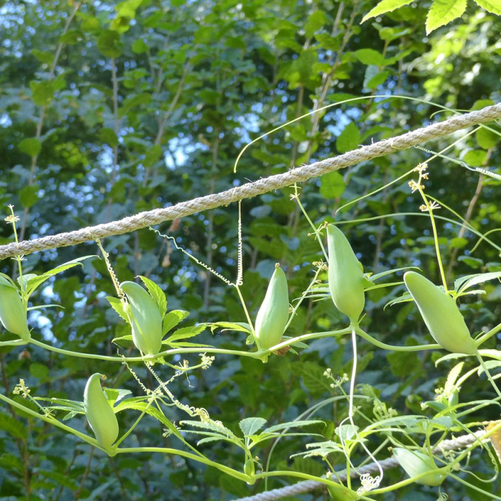 Cyclanthera pedata (semi) - Kaywa