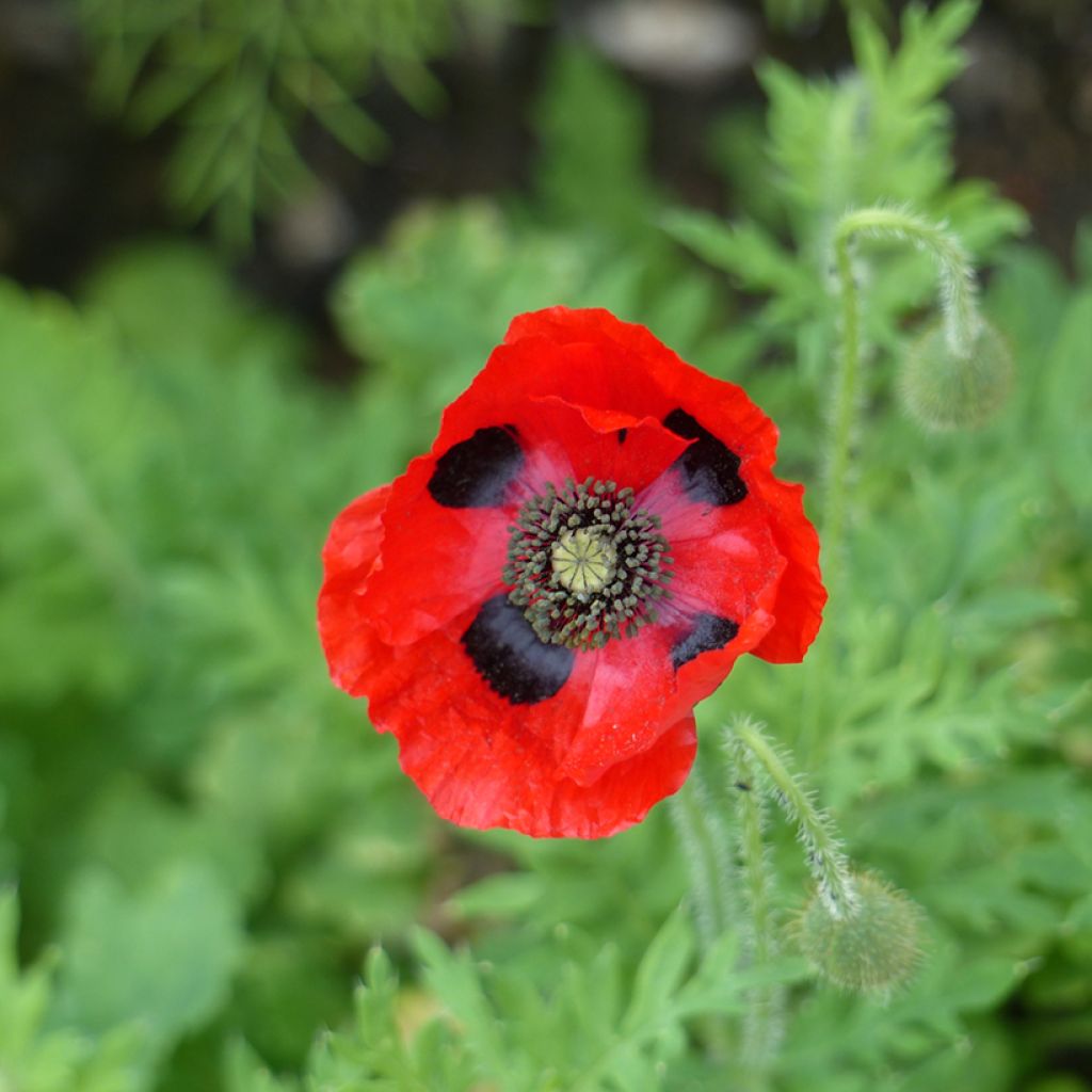 Papaver commutatum Ladybird