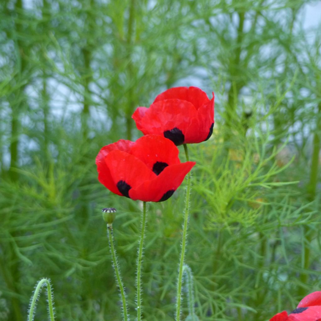 Papaver commutatum Ladybird