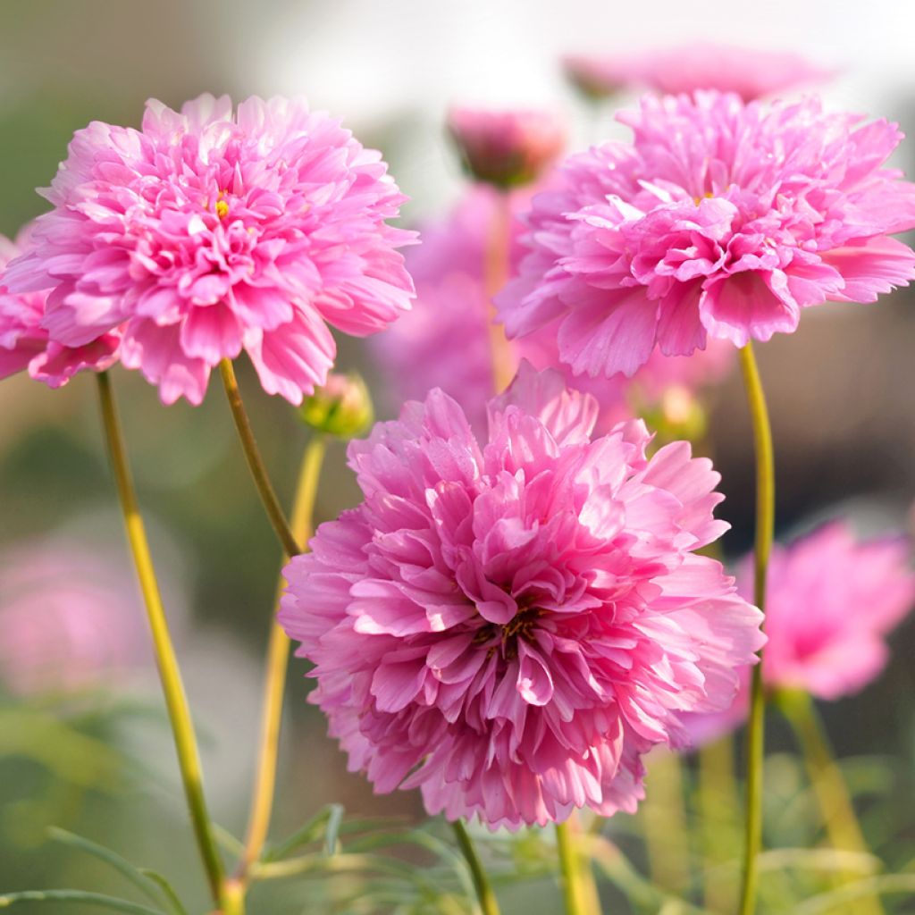 Cosmos Double Click Rose Bonbon - Cosmea