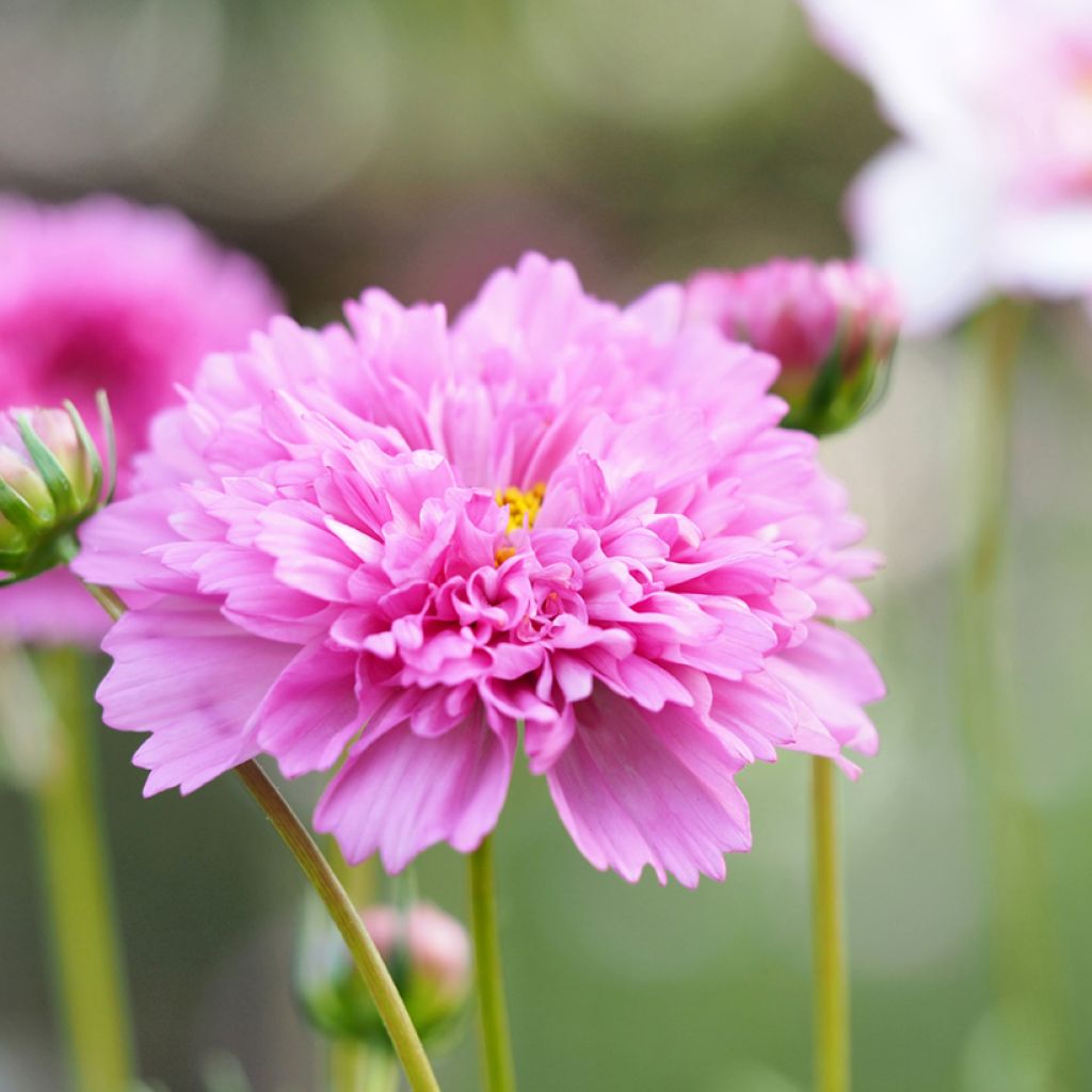 Cosmos Double Click Rose Bonbon - Cosmea