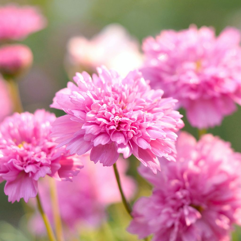 Cosmos Double Click Rose Bonbon - Cosmea