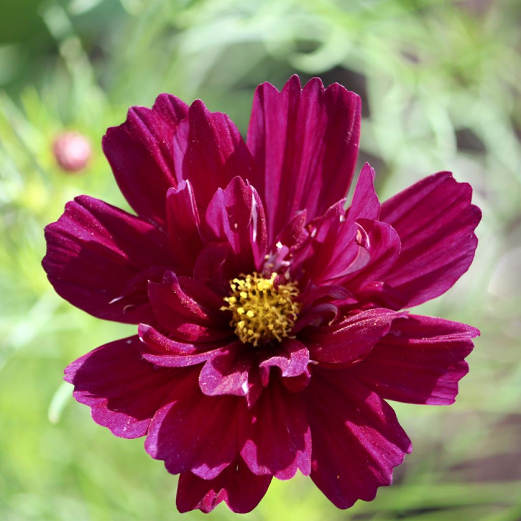 Cosmos Fandango (semi)- Cosmea