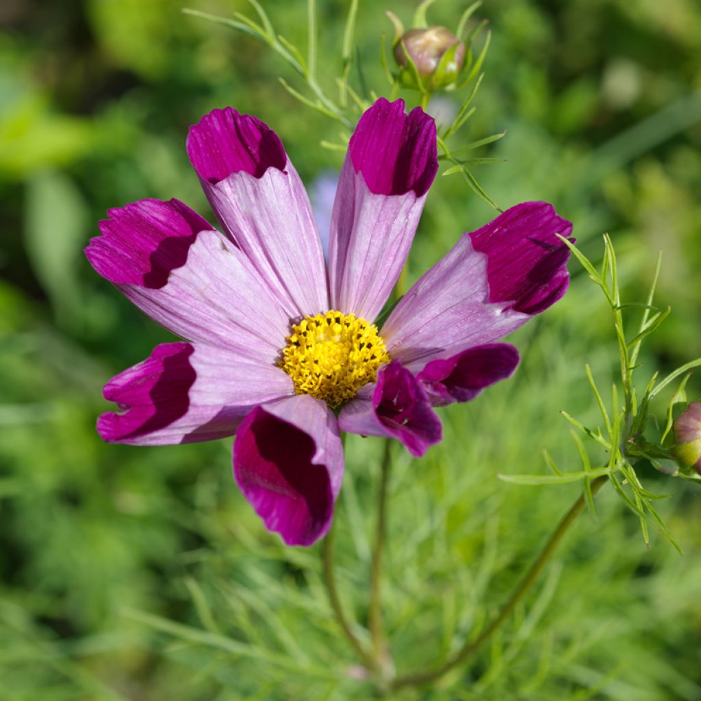 Cosmos Piper Red - Cosmea