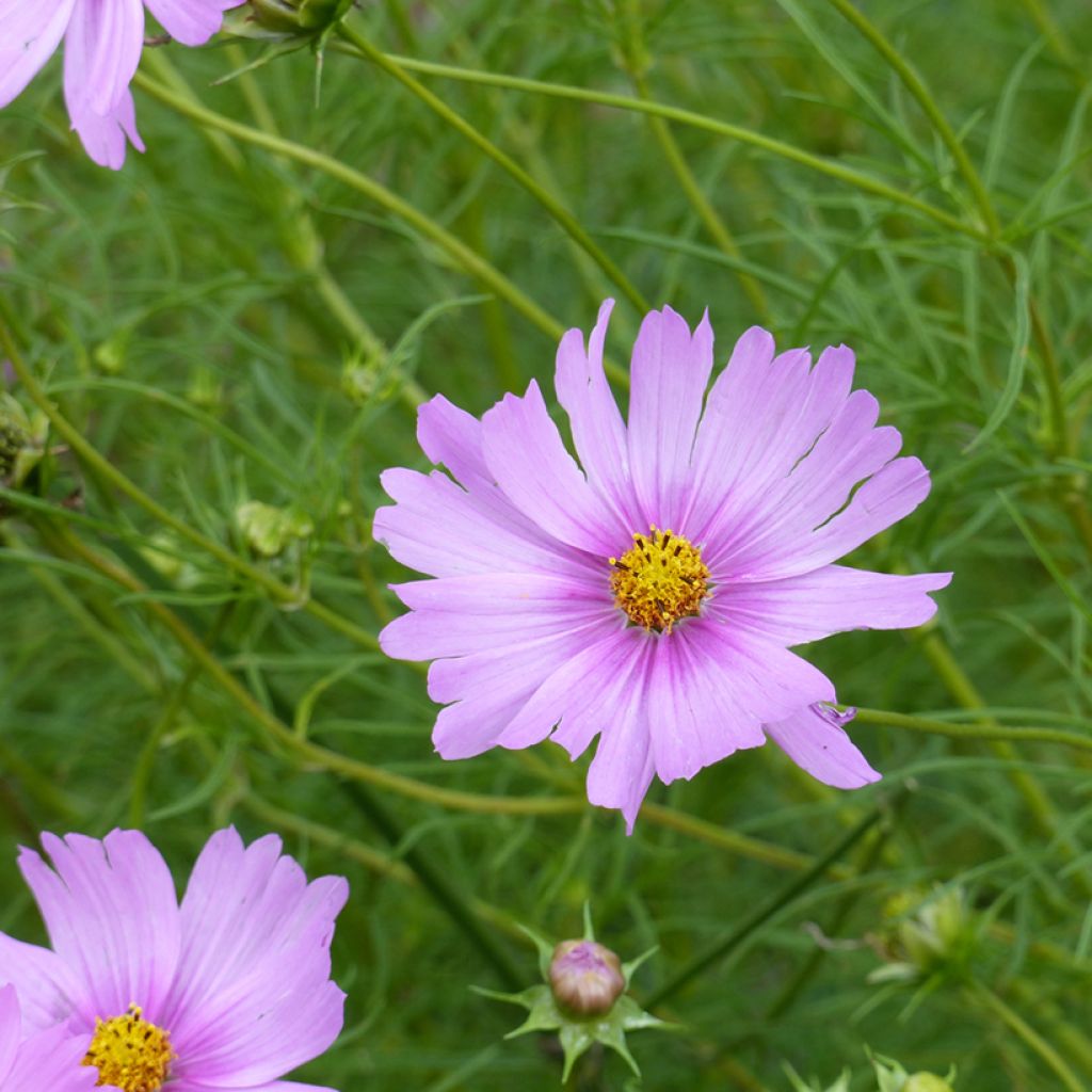 Cosmos Pink Pop Socks (semi) - Cosmea