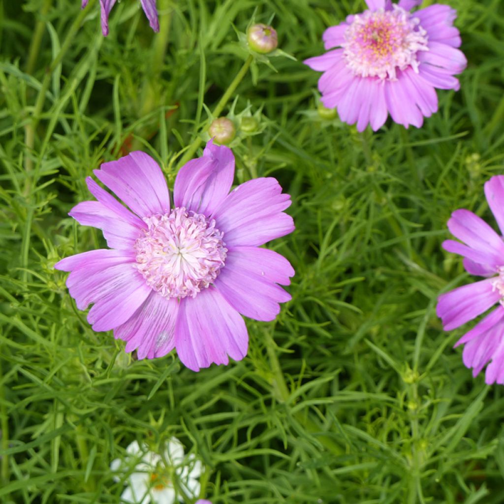 Cosmos Pink Pop Socks (semi) - Cosmea