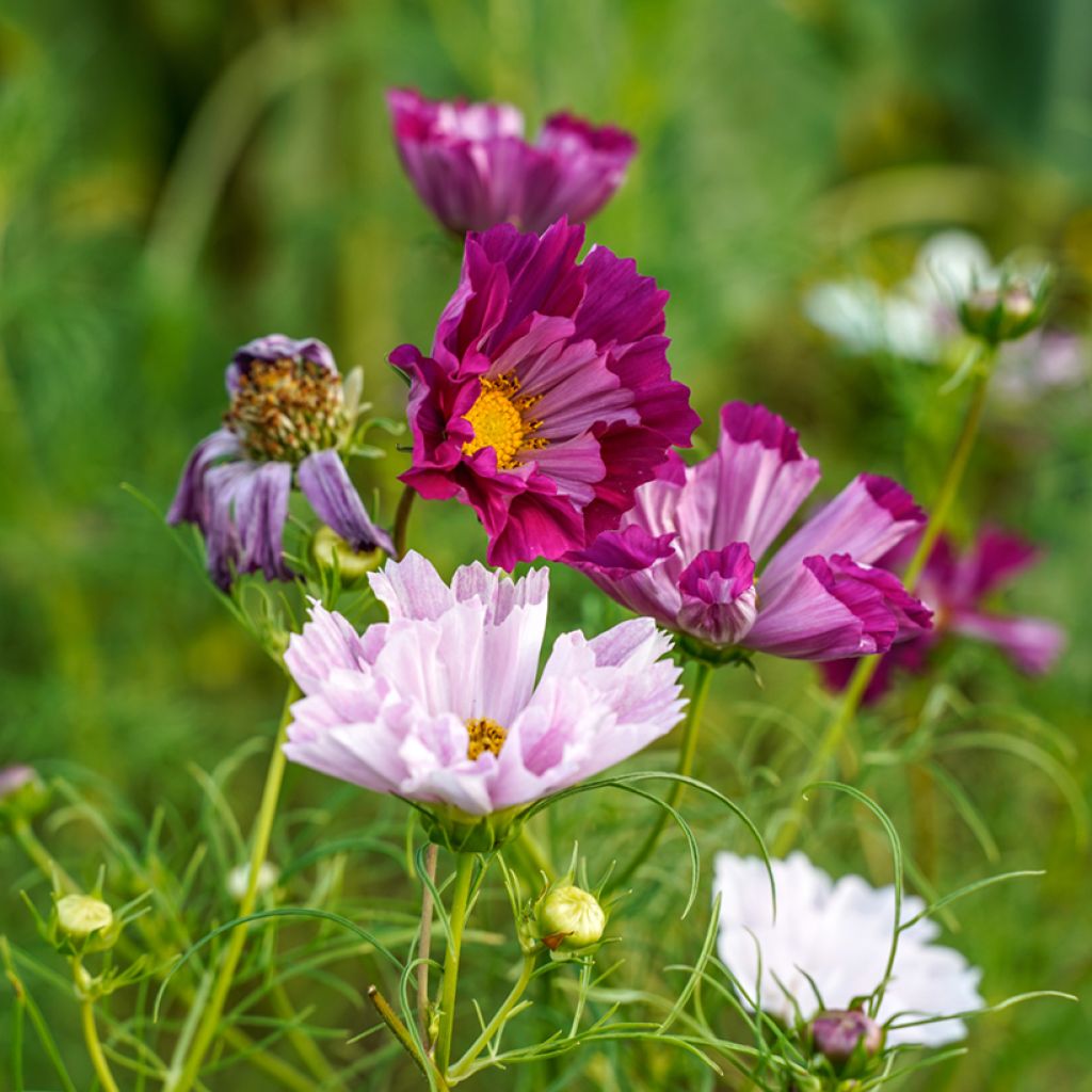 Cosmos Sea Shells - Cosmea