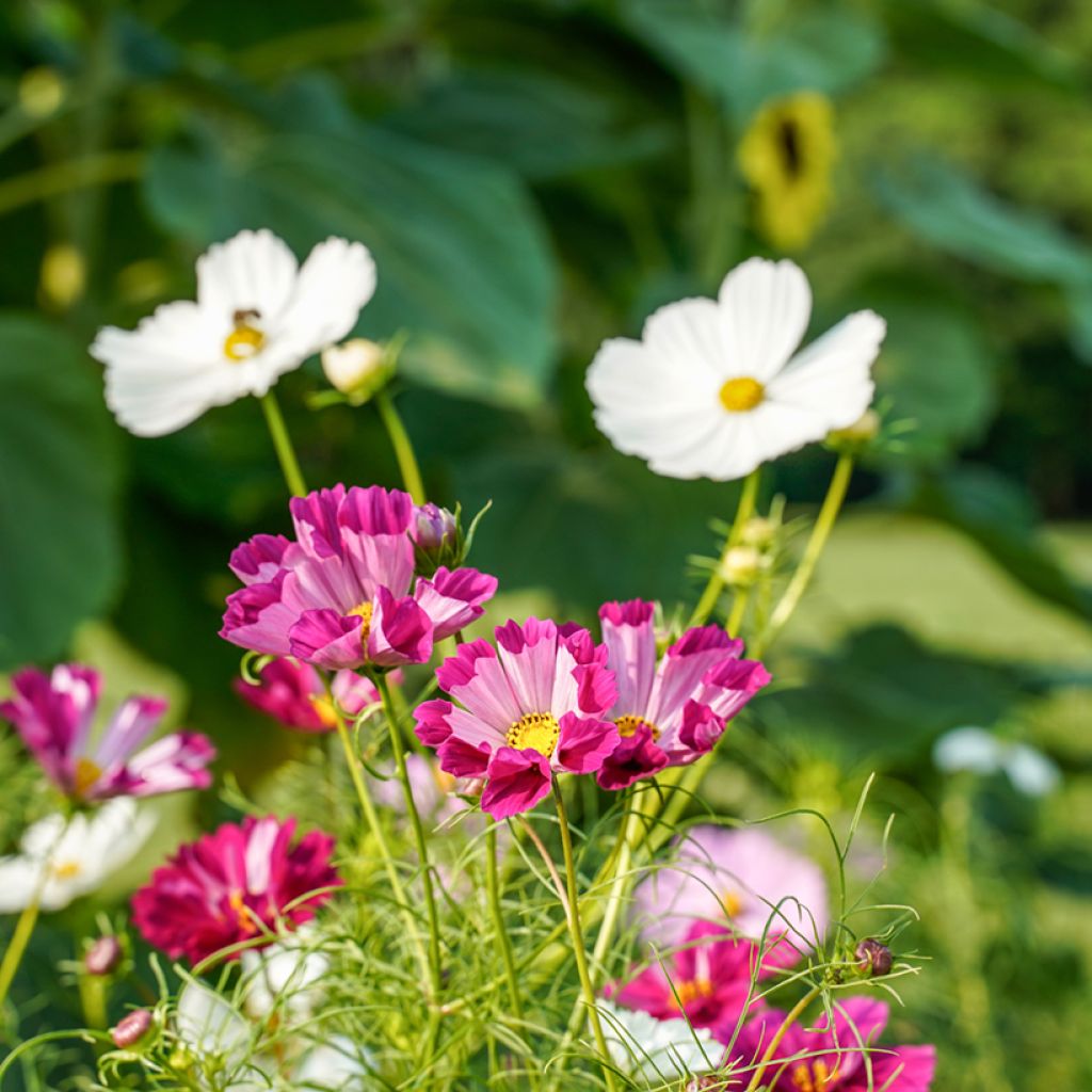 Cosmos Sea Shells - Cosmea